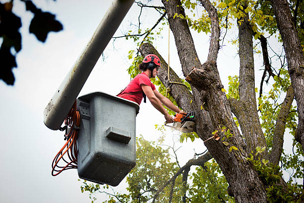 Best Commercial Tree Services  in Osceola, AR